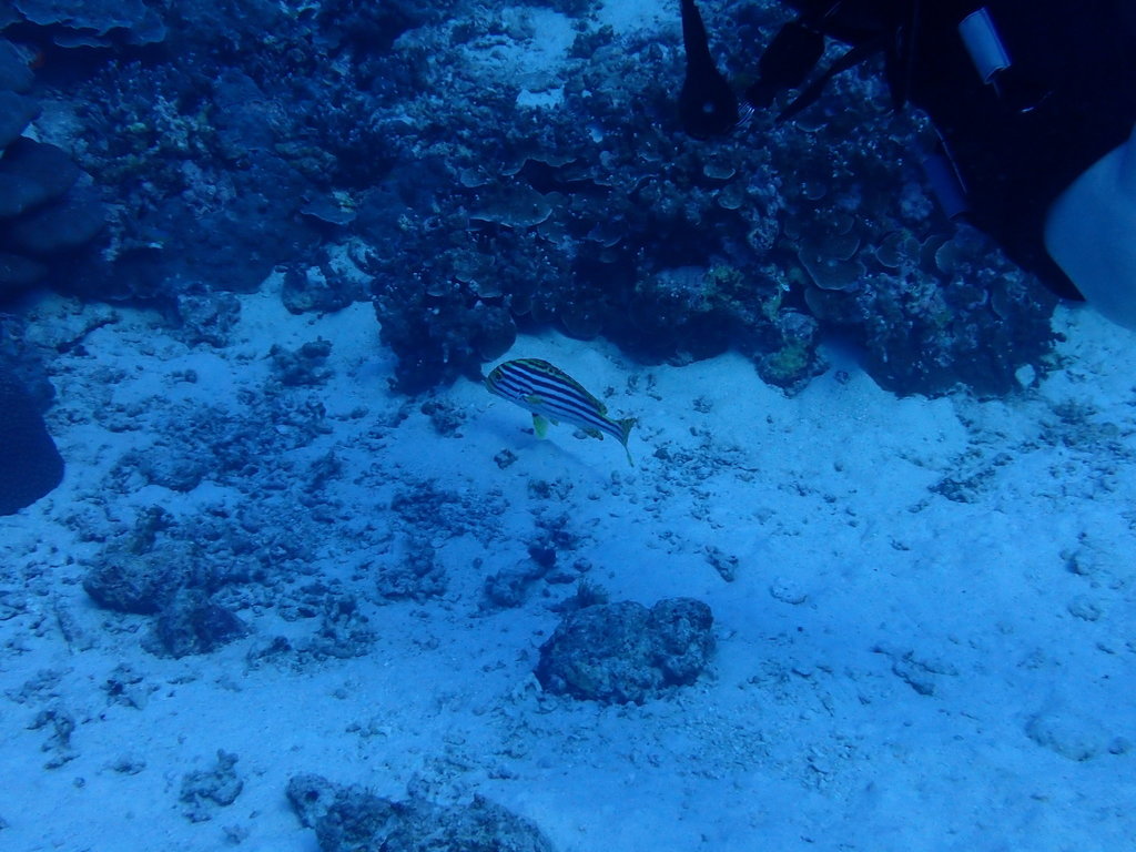 Oriental Sweetlips (Plectorhinchus vittatus) — recorded at Rocky Point Bay