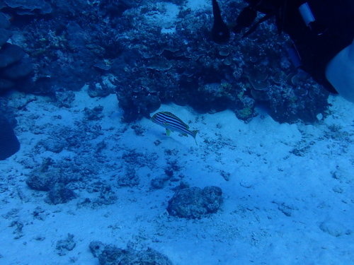 Oriental Sweetlips (Plectorhinchus vittatus)