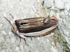 Truncaptera truncata