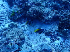 Heniochus singularius