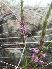 Striga bilabiata bilabiata