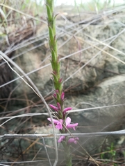 Striga bilabiata bilabiata