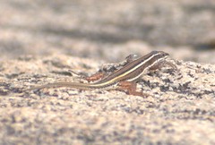 Ophisops leschenaultii