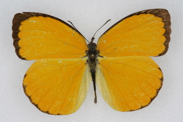 Dina Yellow