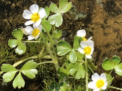 Ranunculus peltatus