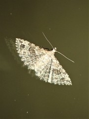 Alucita adriendenisi