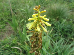 Kniphofia gracilis