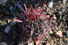 Ferocactus gracilis coloratus