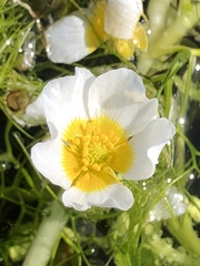 Ranunculus peltatus