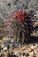 Ferocactus gracilis coloratus