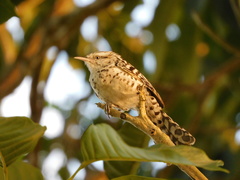 Campylorhynchus nuchalis