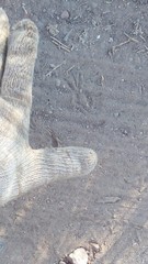Didelphis albiventris