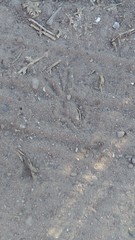 Didelphis albiventris