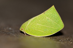 Phyllyphanta