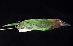 Brown-Throated Barbet photo 3