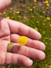Nidorella podocephala