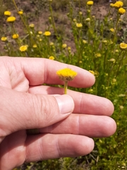 Nidorella podocephala