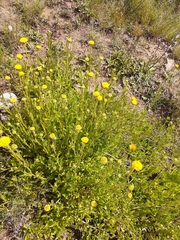 Nidorella podocephala