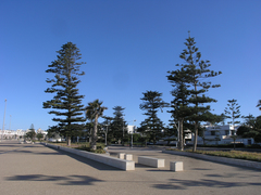 Araucaria