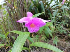 Sobralia macrantha