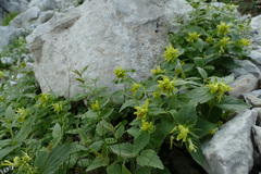 Paederota lutea