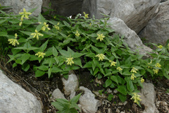 Paederota lutea