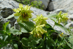 Paederota lutea