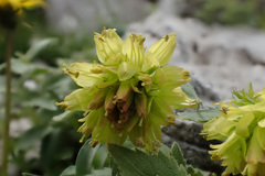 Paederota lutea