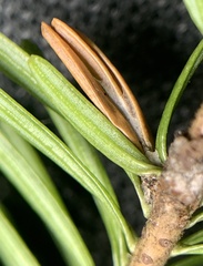 Coleotechnites piceaella