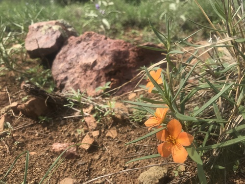 Crest Trail #270B