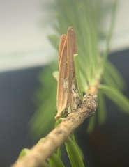 Coleotechnites piceaella