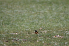 Phoenicurus ochruros phoenicuroides