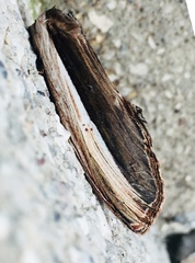 Truncaptera truncata