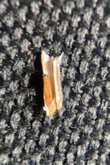 Coleotechnites piceaella