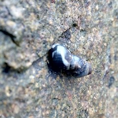 Echinolittorina peruviana