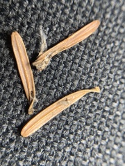 Coleotechnites piceaella