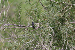 Phoenicurus coeruleocephala