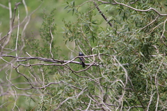 Phoenicurus coeruleocephala