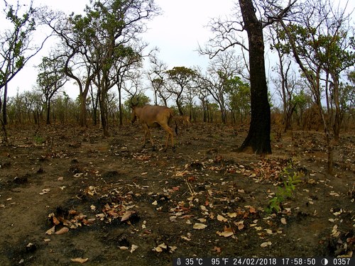 Western Hartebeest