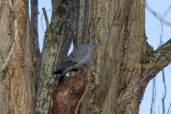 Columba oenas