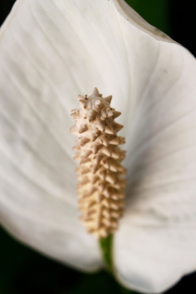 Fleur de lune (Spathiphyllum wallisii)
