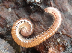 Blaniulinae