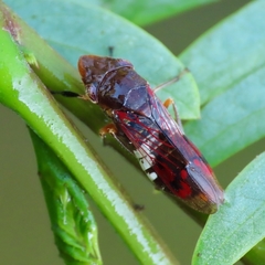 Homalodisca ichthyocephala