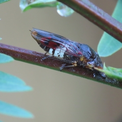 Homalodisca ichthyocephala