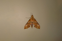 Aleuron iphis