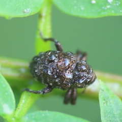 Chalcodermus