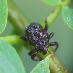 Chalcodermus