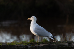 Larus argentatus