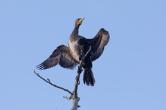 Phalacrocorax carbo