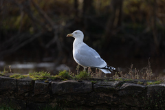Larus argentatus
